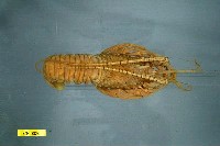 Japanese spiny lobster Collection Image, Figure 2, Total 3 Figures